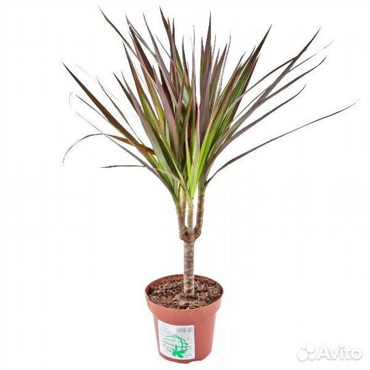 Драцена Маргината