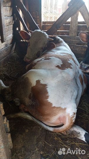 Быки на мясо живым весом