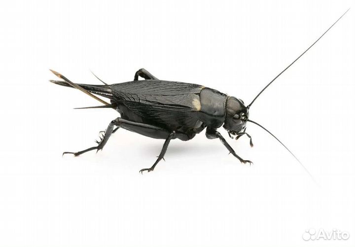 Сверчки домовые, сверчки двупятнистые, зофобас