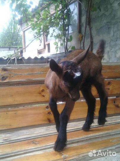 Продаются нубийские и чешские козочки