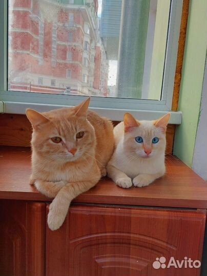 Передержка собак и кошек. Выгул собак. Зооняня