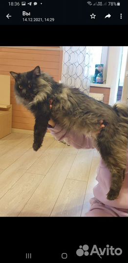 Курильский бобтейл вязка