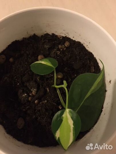 Медиопикта триколор