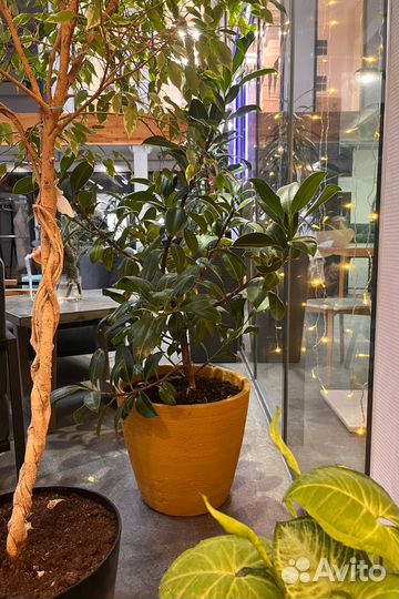 Кашпо. Вазоны. Горшки для цветов