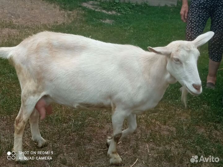 Коза дойная