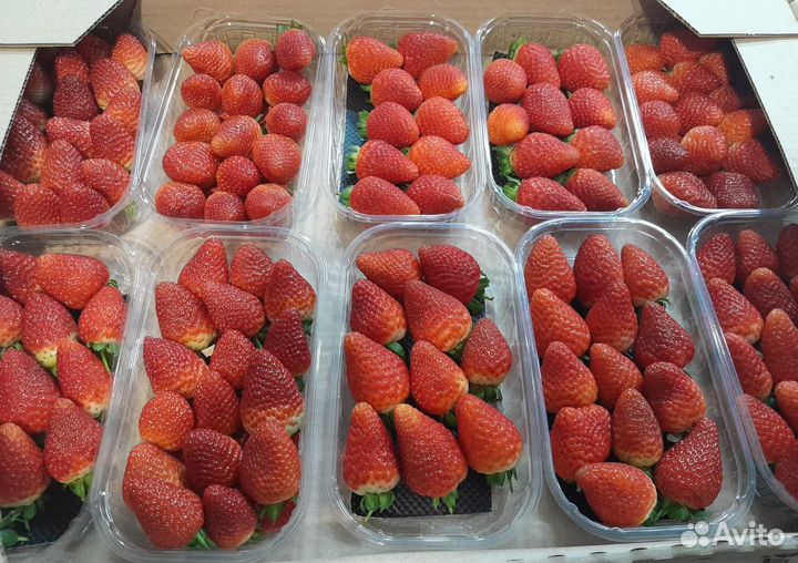 Клубника свежая Альбион, свежая клубника армянская