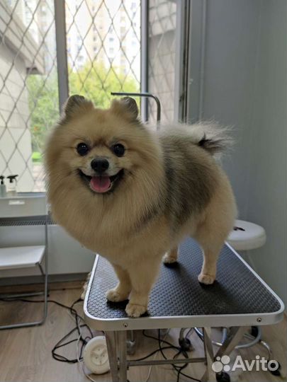 Стрижка домашних животных