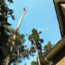 Спил деревьев Жуковский. Обрезка веток