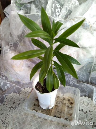 Комнатные растения