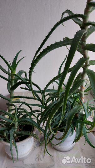 Алоэ столетник лечебный