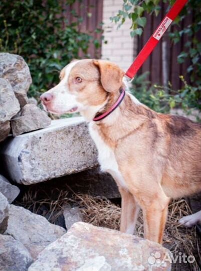 Бакс ищет своего хозяина