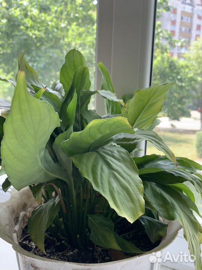 Комнатные растения