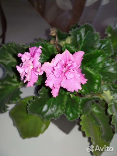 Фиалки цветущие