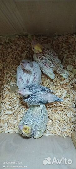 Попугай корелла