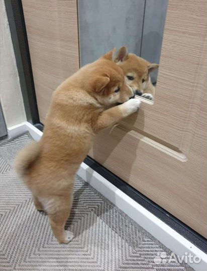 Щенки сиба шиба ину