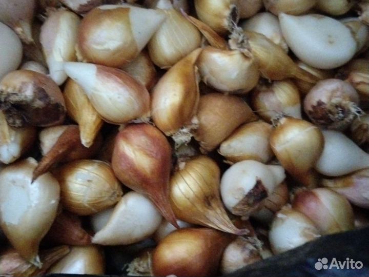 Тюльпаны оптом