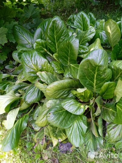 Девясил, золотой ус, бадан, ежевика садовая, дуб