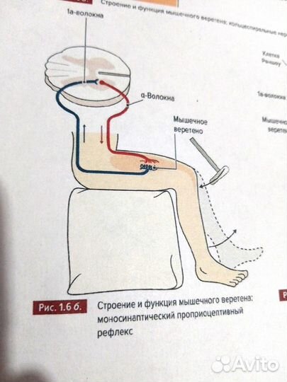 Мышцы в спорте. Анатомия. Физиология. Трен