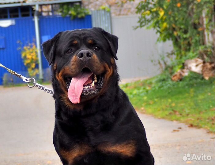 Щенки ротвейлера