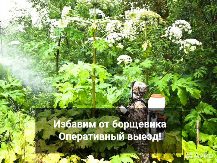 Обработка от клопов, клещей, кротов, комаров, крыс