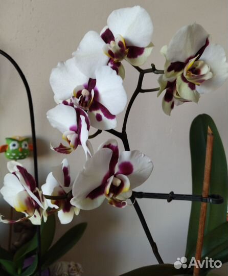 Орхидеи