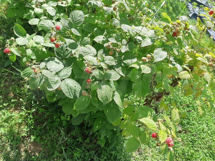 Участок 6,5 сот. (ИЖС)