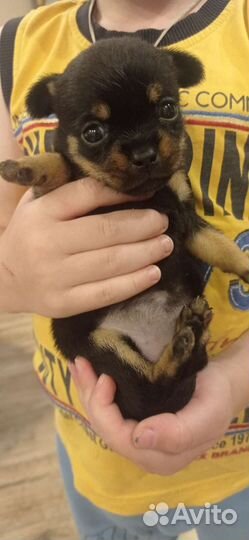 Щенок девочка в добрые руки