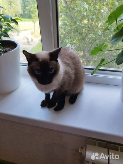 Кошки бесплатно