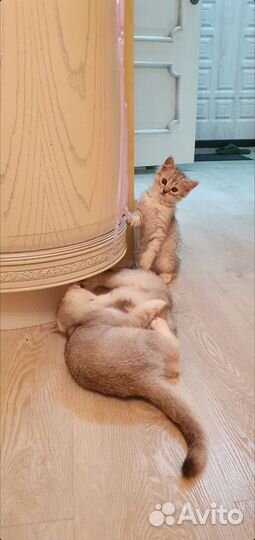 Котята Британской шиншиллы