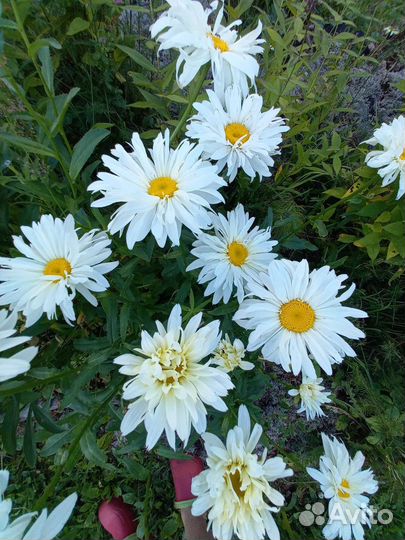 Ромашка махровая