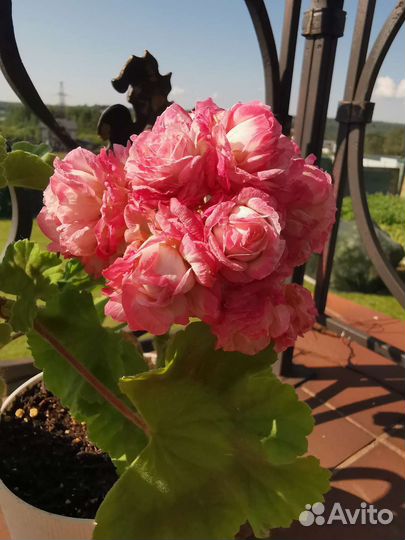 Пеларгония герань сортовая