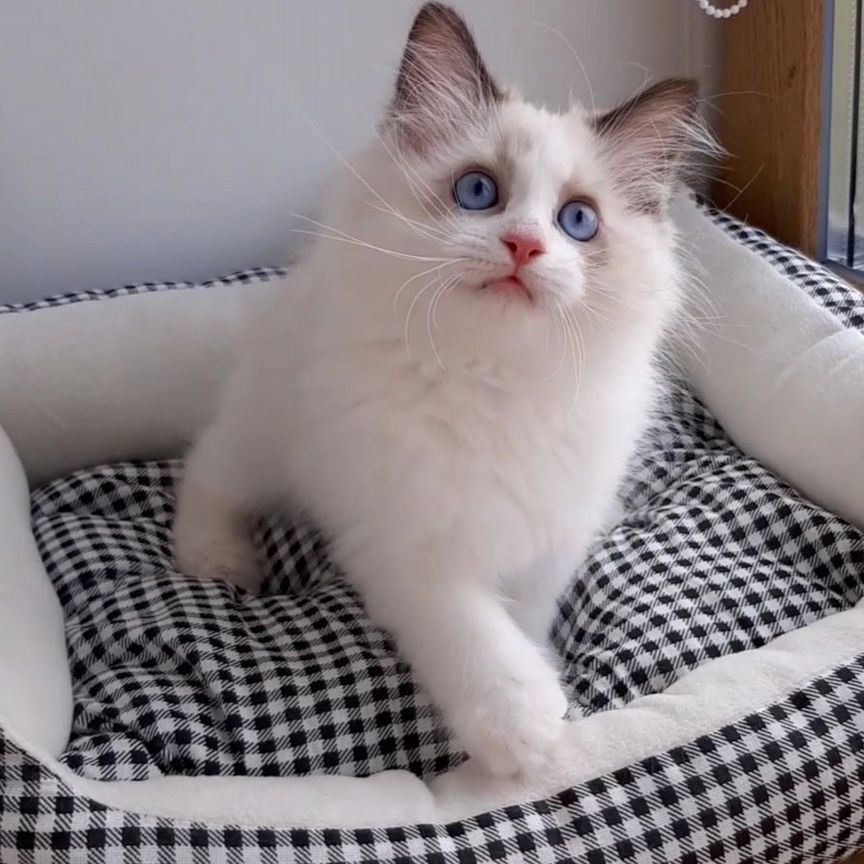 Котята рэгдолл. Мальчик ragdoll. Тряпичная кукла