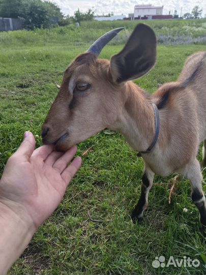 Нубийские козы