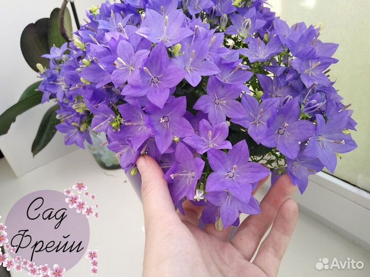 Кампанула жених и невеста