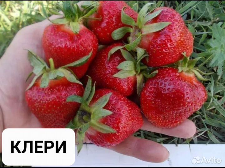 Рассада Клубника
