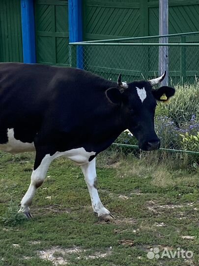 Корова стельная дойная