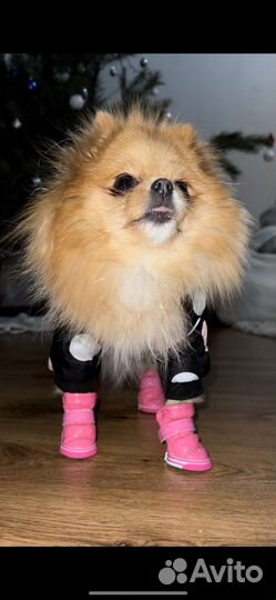 Обувь для маленьких пород собак