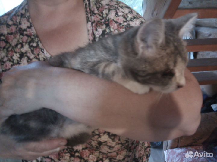 Котёнок (девочка)