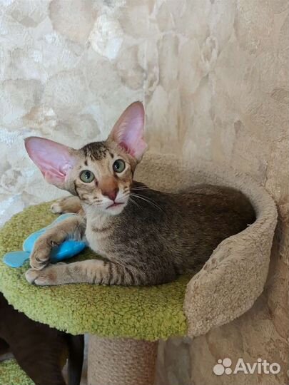 Ориентальный котик