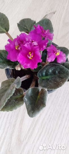 Фиалка синяя и бордовая