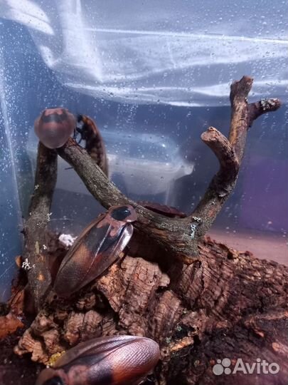 Таракан блаберус