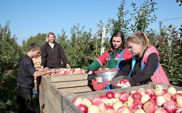 Работа Сборщиком яблок с проживанием