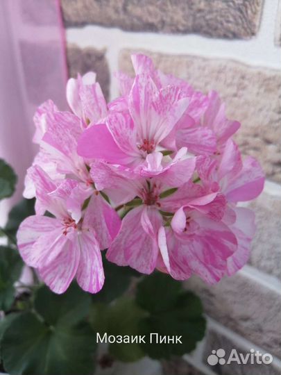 Пеларгония