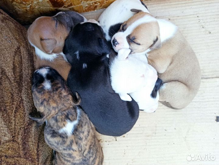 Щенки амстаффа
