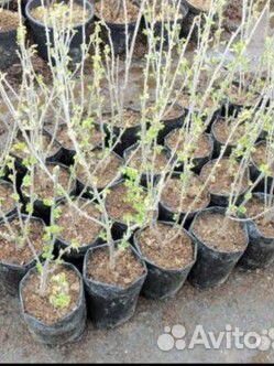 Черная смородина размером с вишню