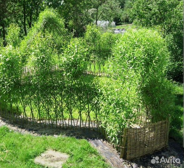 Ива матсудана