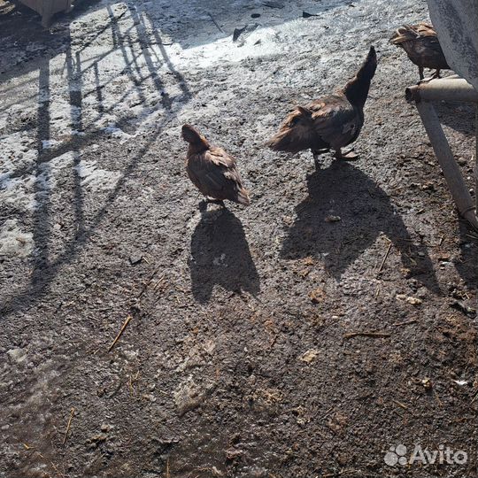 Утки тяжелые л,индийские и дикие,цесарки бролер