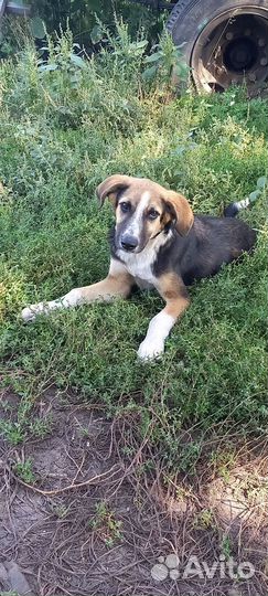 Собака ищет дом