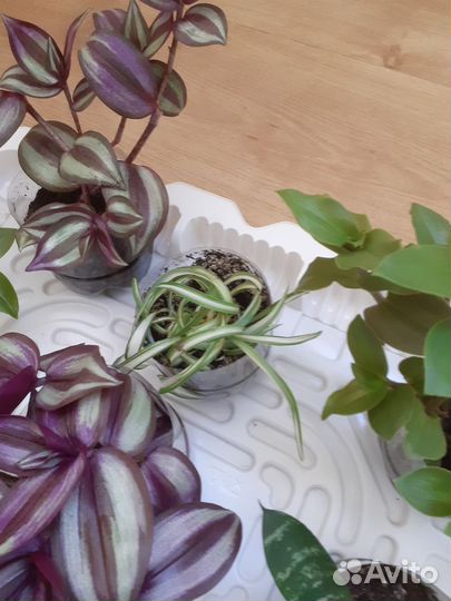 Традесканции