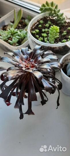 Комнатные цветы